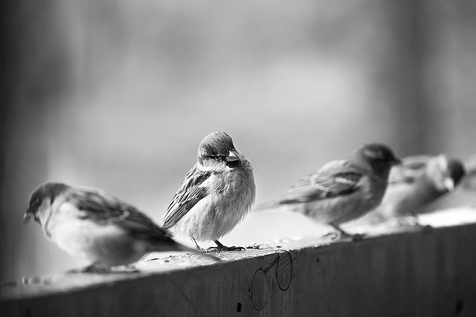 saad chaudry unsplash